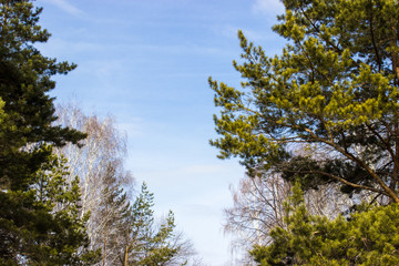 Obraz premium beautiful forest in early spring