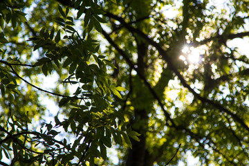 green leaves against the sky and the sun