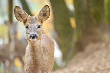 Portrait de petits chevreuils au milieu d'une foret en Europe durant l'été.