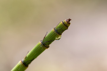 drop of water at the top of a horsetail stem