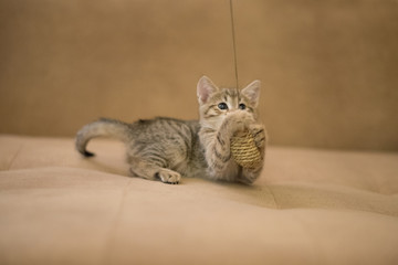 Kitten playing