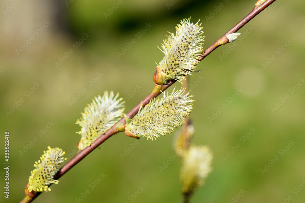 Wall mural macro shot of catkins in the garden in spring. for easter bouquets. isolated with bokeh.