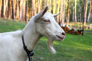 Obraz premium Young cute goat. Portrait of farming pet. Closeup face and head of a livestock. Color image of animal outdoor.