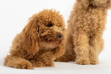Cute poodles in photo studio