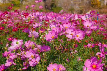 Beautiful cosmos flower field in sunny.