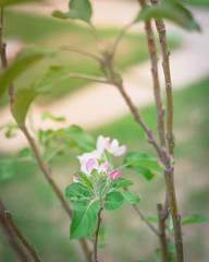 Close-up Apple flower and buds blooming on young homegrown Fuji apple plant