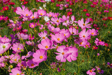 Beautiful cosmos flower field in sunny.