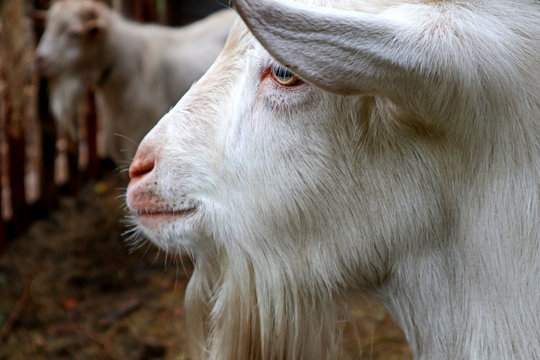 Young cute goat. Portrait of farming pet. Closeup face and head of a livestock. Color image of animal outdoor.