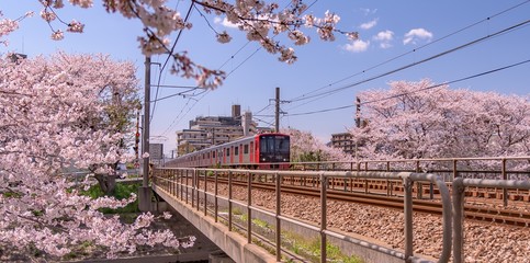 糸島の桜と電車