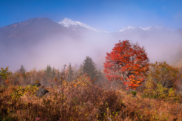 Autumn Plateau, Autumn with red leaves
