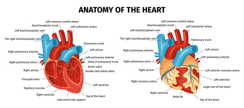 Anatomy Heart Set