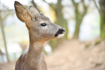 Portrait de petits chevreuils au milieu d'une foret en Europe durant l'été.
