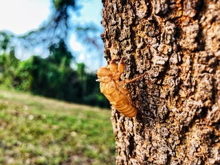 Cicada insect molt on tree for metamorphosis grow up to adult insect. 