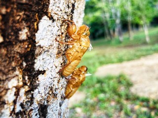 Cicada insect molt on tree for metamorphosis grow up to adult insect. 