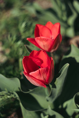 two red tulips bloomed in the garden