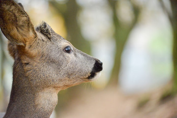 Portrait de petits chevreuils au milieu d'une foret en Europe durant l'été.