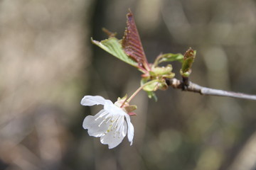 Mirabelle plums orchard flowering trees during springtime