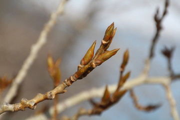 Tree Buds Getting Bigger, Gold Bar Park, Edmonton, Alberta