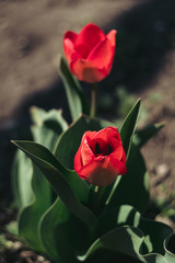 two red tulips bloomed in the garden