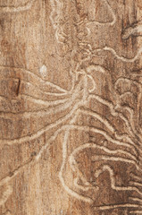 The bark beetle tunnels