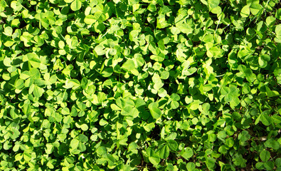 Glade of young juicy clover for good luck