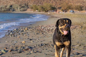 A big dog wandering happily on the beach towards the ocean on sunset