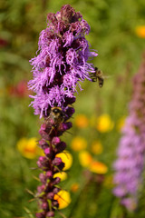 bee on a liatris flower