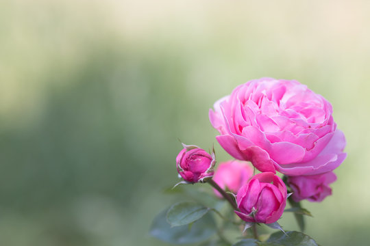 Very beautiful and gently pink rose flower damask on the background with blurry focus.