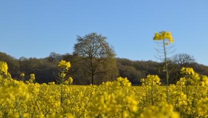L'arbre et le colza