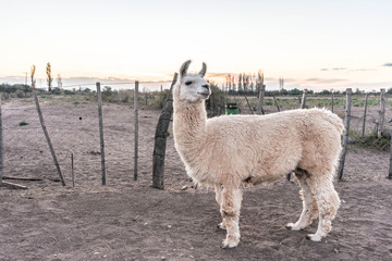 Llama farm in Argentina