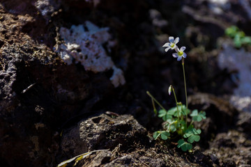 Flores
