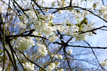 cherry blossom in spring