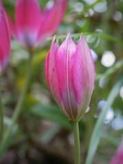 Tulip little beauty side view close up isolated against blurred foliage background beautiful rose pink flower blue inside