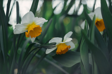 beautiful white and yellow daffodils have bloomed and smell.