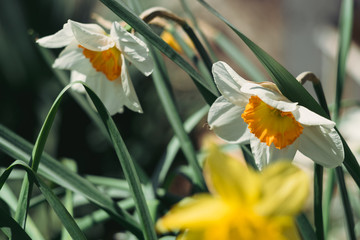beautiful white and yellow daffodils have bloomed and smell.