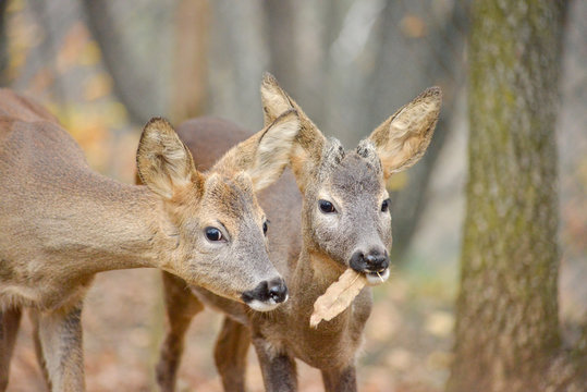 Portrait de petits chevreuils au milieu d'une foret en Europe durant l'&eacute;t&eacute;.