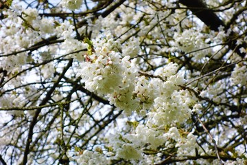 cherry blossom in spring