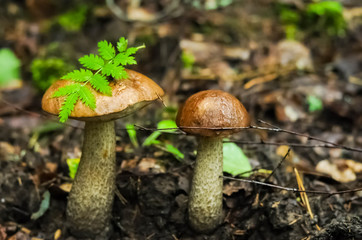 two aspen trees grow in the forest on the edge of the forest. Autumn macro landscape. horizontal photo