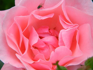 pink rose close up
Fly on a flower