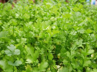 organic fresh coriander cilantro herb sprouts. fresh coriander leaves vegetable farm