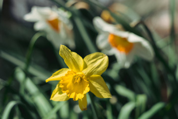 beautiful white and yellow daffodils have bloomed and smell.