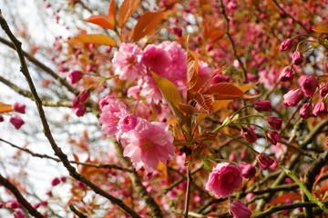 pink cherry blossom