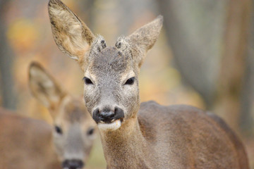 Portrait de petits chevreuils au milieu d'une foret en Europe durant l'été.