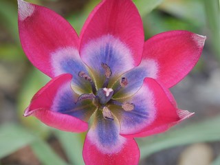 Tulip little beauty close up isolated against blurred foliage background beautiful rose pink flower blue inside