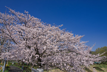 桜, 花, ピンク, 木, 自然, 咲く, 白