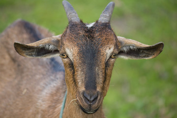 Head portrait of a brown French alpine goat looking to camera on a blurred green background