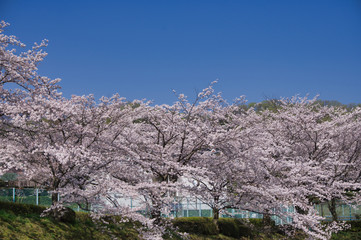 桜　青空　風景　花　白　美しい　