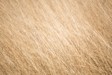 Helle Gräser auf einem Feld