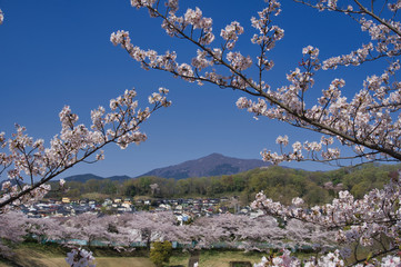 桜, 花, ピンク, 木, 自然, 咲く, 白