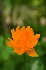 orange globeflower on green background